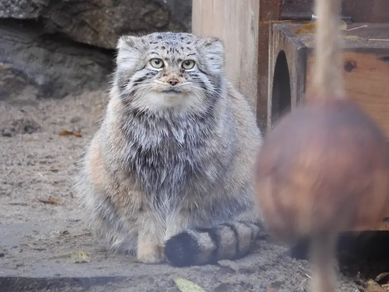 ノヴォシビルスク動物園のイヴの写真
