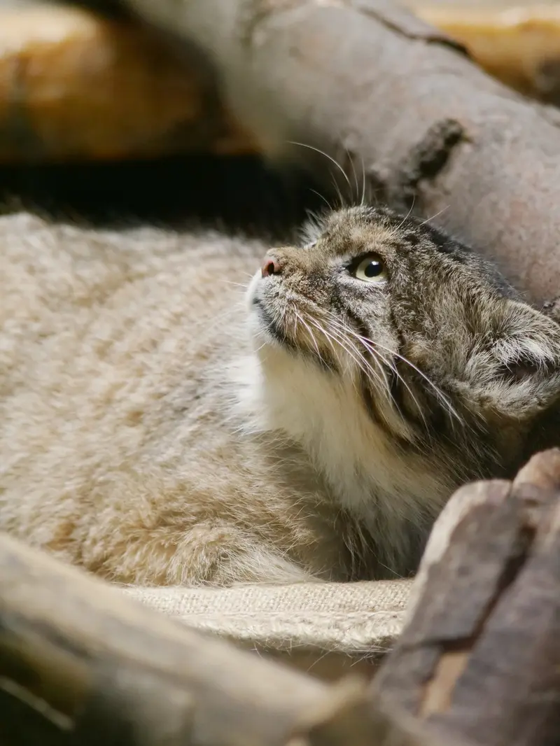 恩賜上野動物園のプリームラの写真