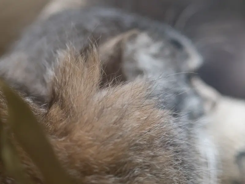 恩賜上野動物園のクリョンの写真