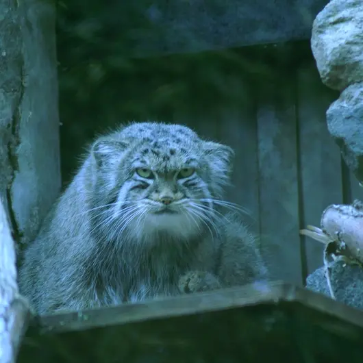 エディンバラ動物園のマヌルネコの写真