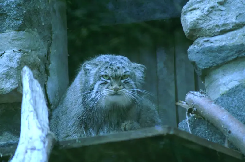 エディンバラ動物園のマヌルネコの写真