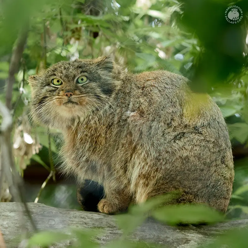 ノヴォシビルスク動物園のミアの息子 2022 Ⅲの写真