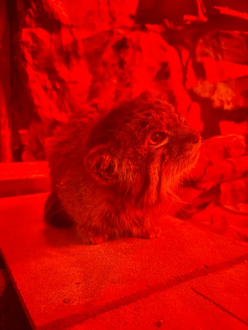恩賜上野動物園のナイマの写真