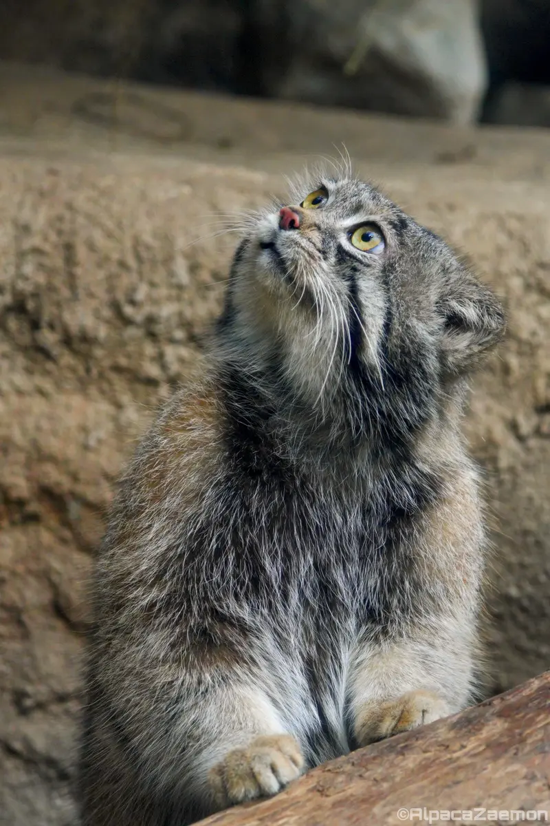 神戸どうぶつ王国のナルの写真