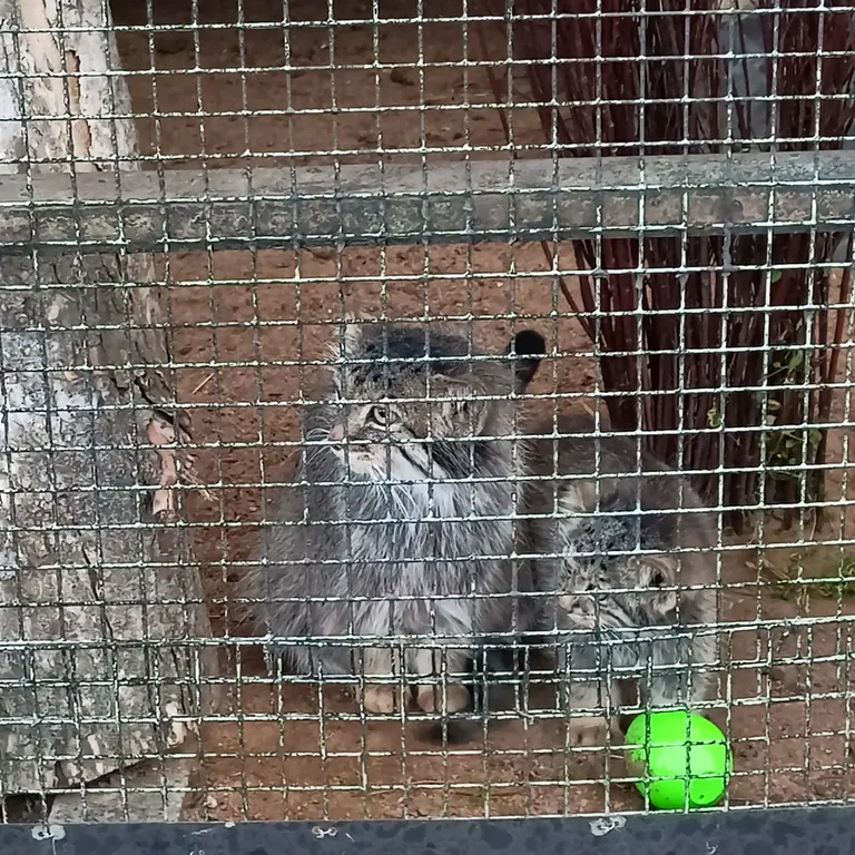 レニングラード動物園のペペの写真