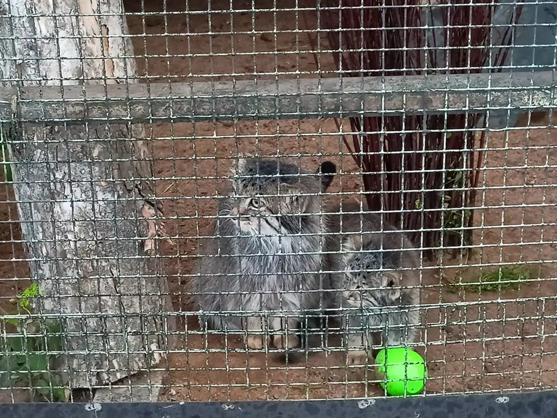 レニングラード動物園のペペの写真