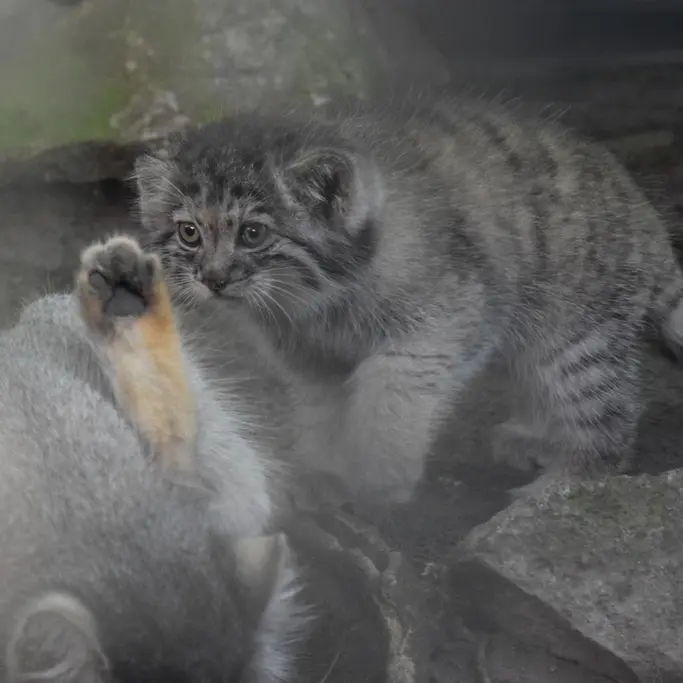 ブダペスト動物園＆植物園のボリス Ⅱの写真