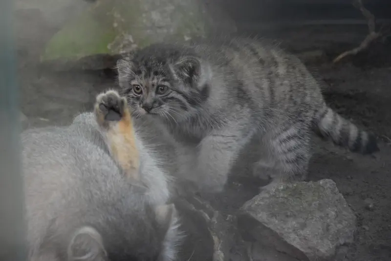 ブダペスト動物園・植物園のボリス Ⅱの写真