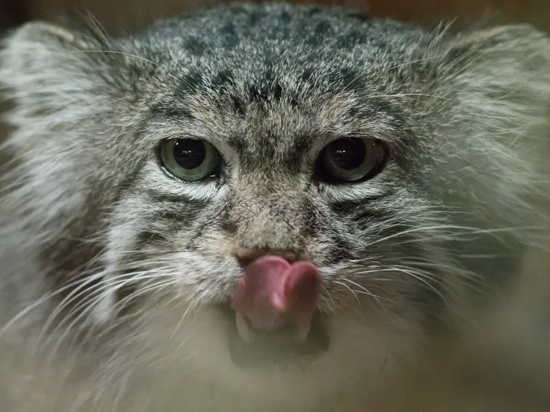 恩賜上野動物園のクリョンの写真