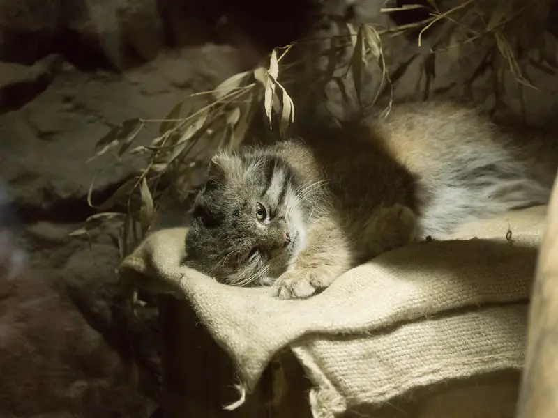 恩賜上野動物園のクリョンの写真