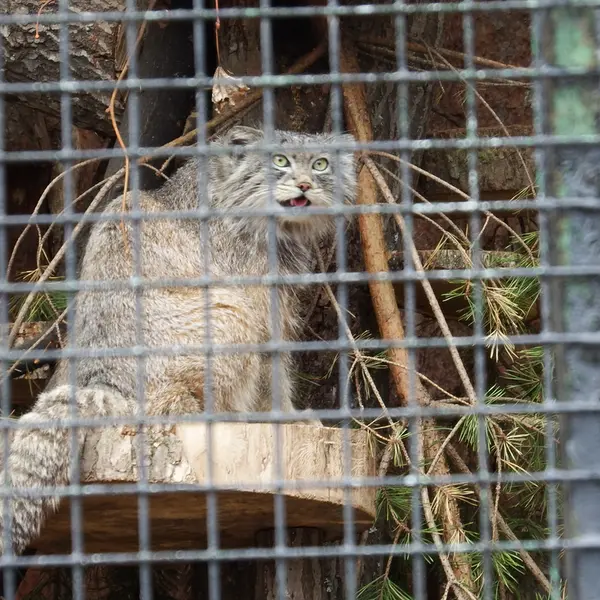 レニングラード動物園のシューの写真