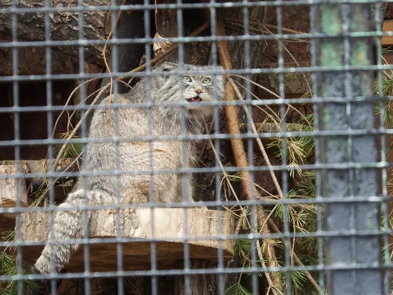 レニングラード動物園のシューの写真