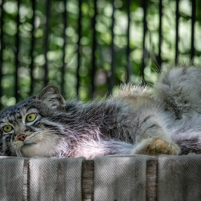 ノヴォシビルスク動物園のシルヴェスターの写真