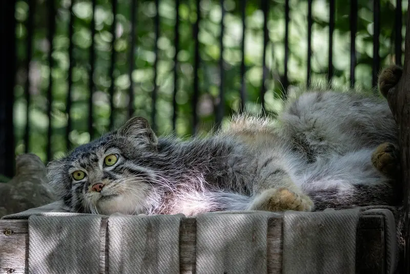 ノヴォシビルスク動物園のシルヴェスターの写真