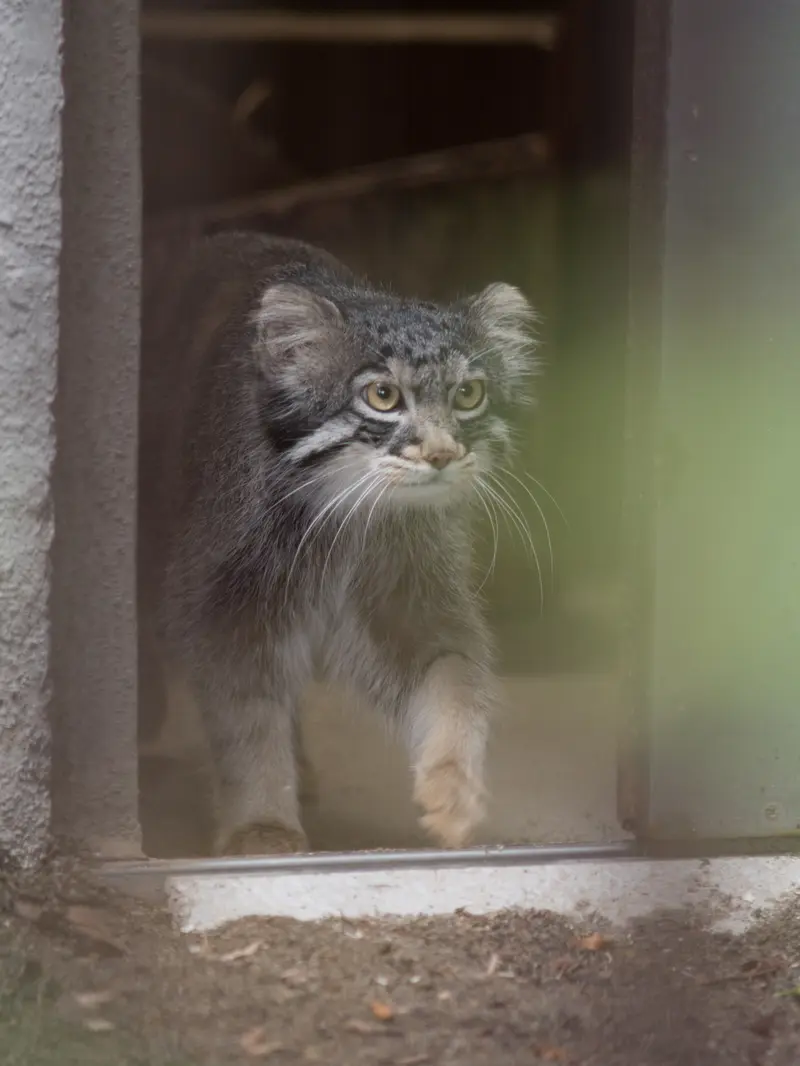 野毛山動物園のフィーガの写真