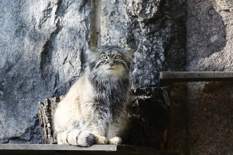 モスクワ動物園のティモフェイの写真
