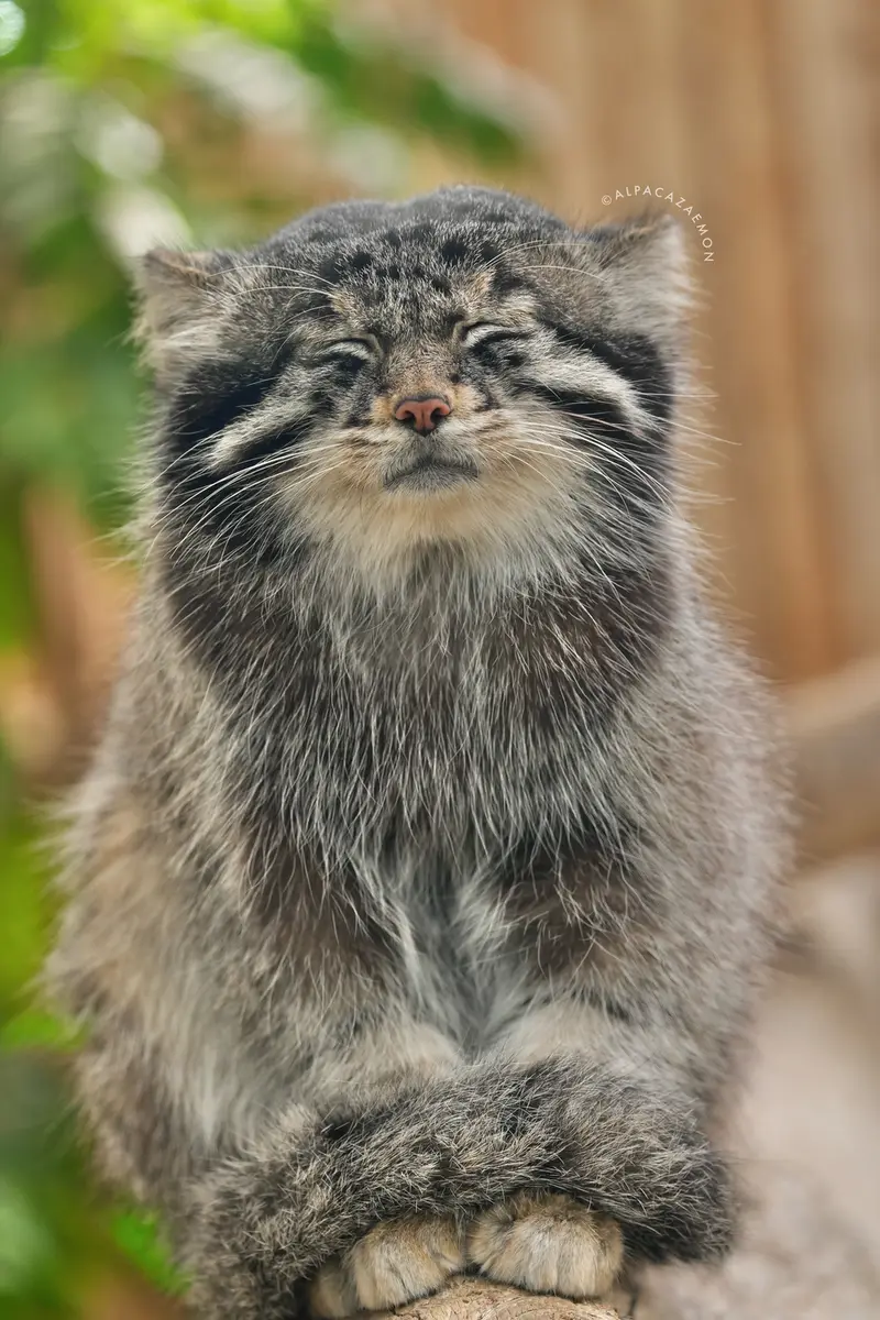 神戸どうぶつ王国のナルの写真