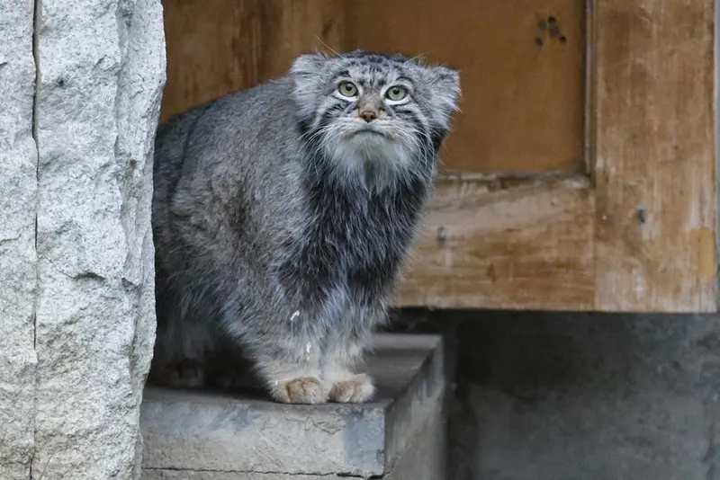 モスクワ動物園のティモフェイの写真
