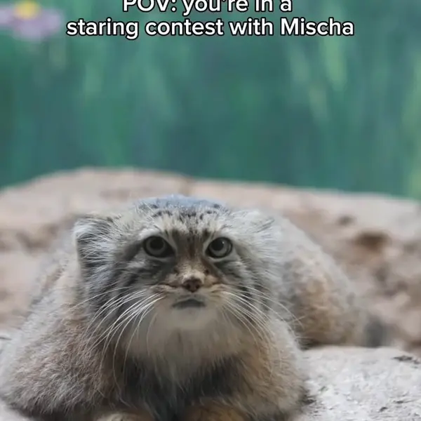 バーミンガム動物園のマヌルネコの写真