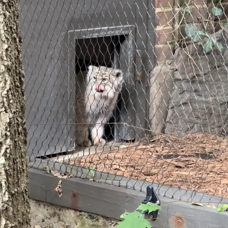 プロスペクト・パーク動物園のバトゥの写真