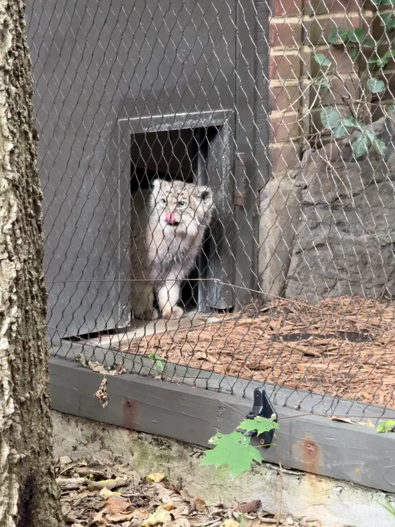 プロスペクト・パーク動物園のバトゥの写真