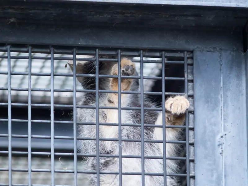 旭山動物園のヒデの写真