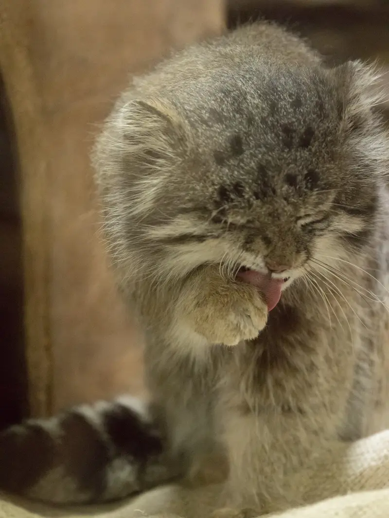 恩賜上野動物園のクリョンの写真