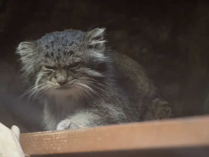 恩賜上野動物園のクリョンの写真