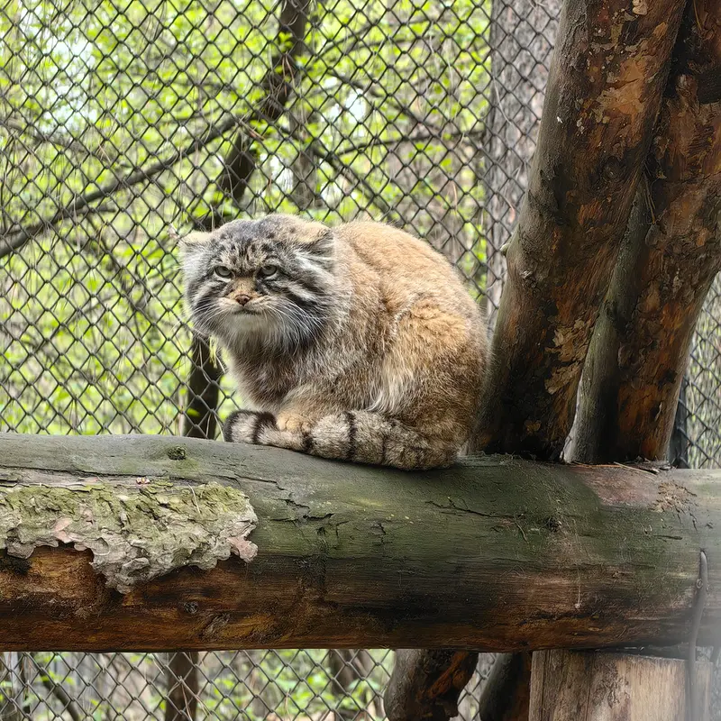 ノヴォシビルスク動物園のジョージの写真