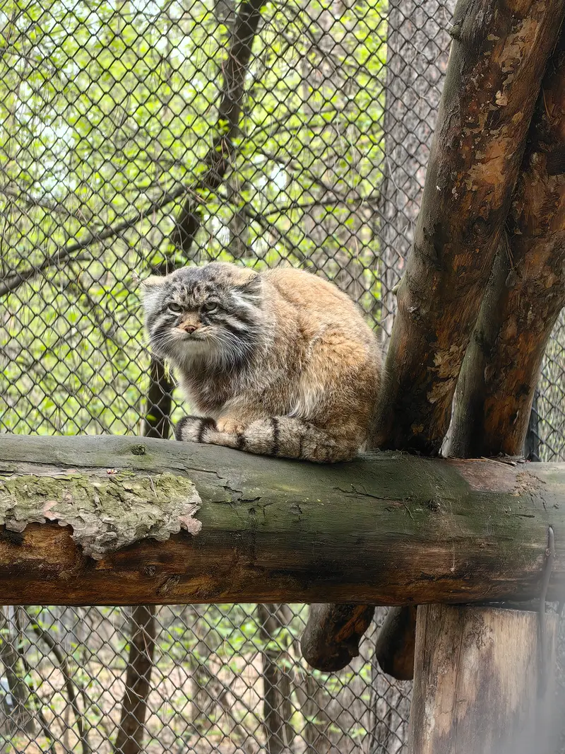 ノヴォシビルスク動物園のジョージの写真