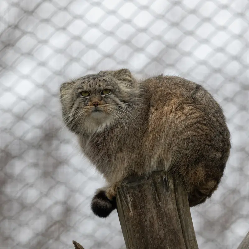 コルケアサーリ動物園のアルカスの写真