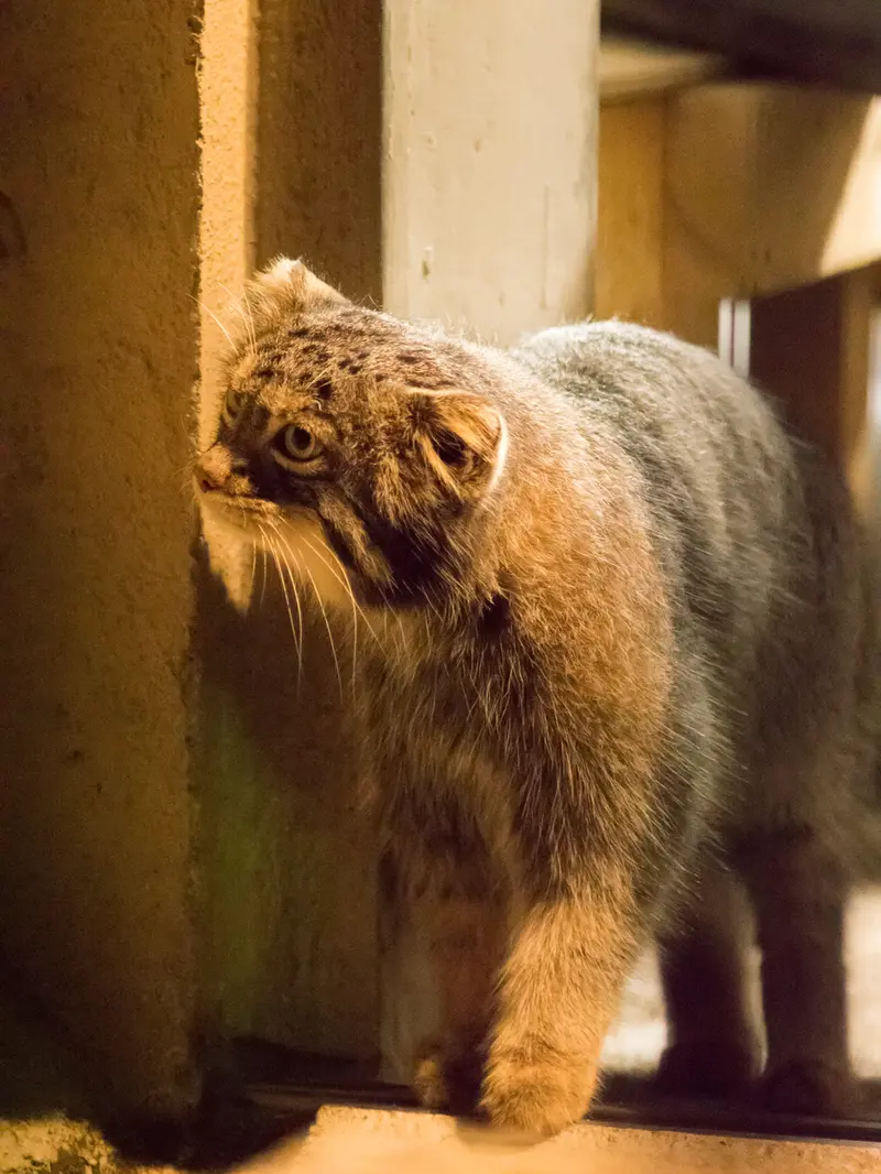 野毛山動物園のフィーガの写真