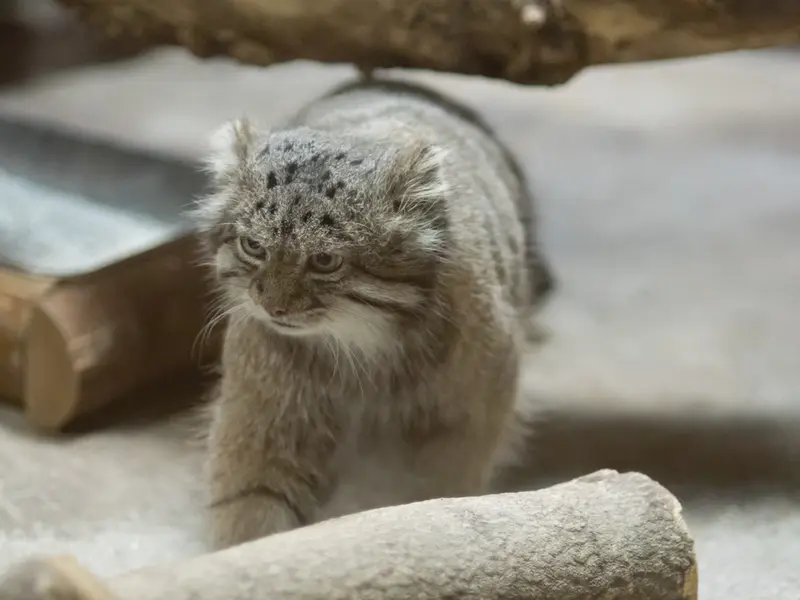 恩賜上野動物園のクリョンの写真