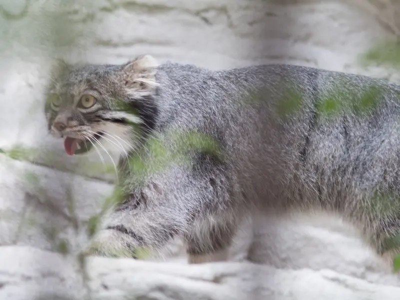 野毛山動物園のフィーガの写真