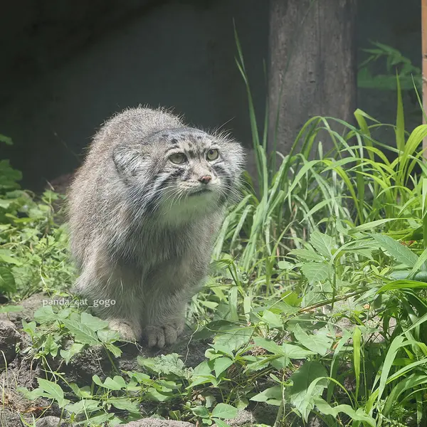 ブダペスト動物園＆植物園のボフスの写真