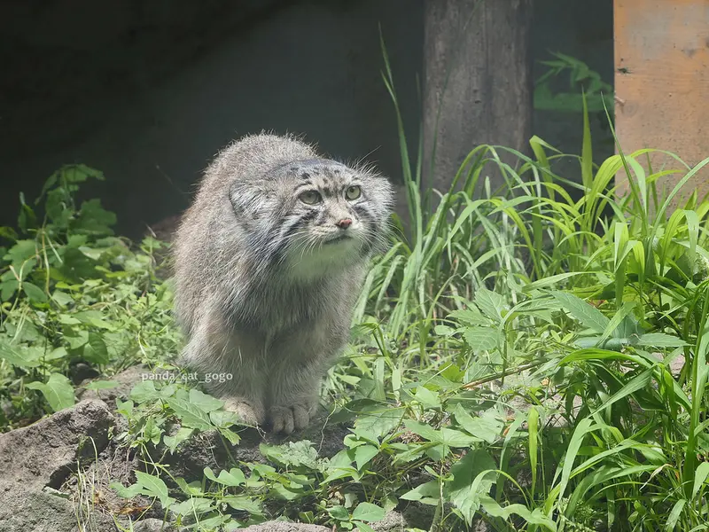 ブダペスト動物園＆植物園のボフスの写真