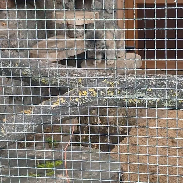 レニングラード動物園のマヌルネコの写真