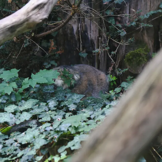 デッサウ動物園のデルスの写真