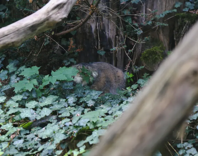 デッサウ動物園のデルスの写真