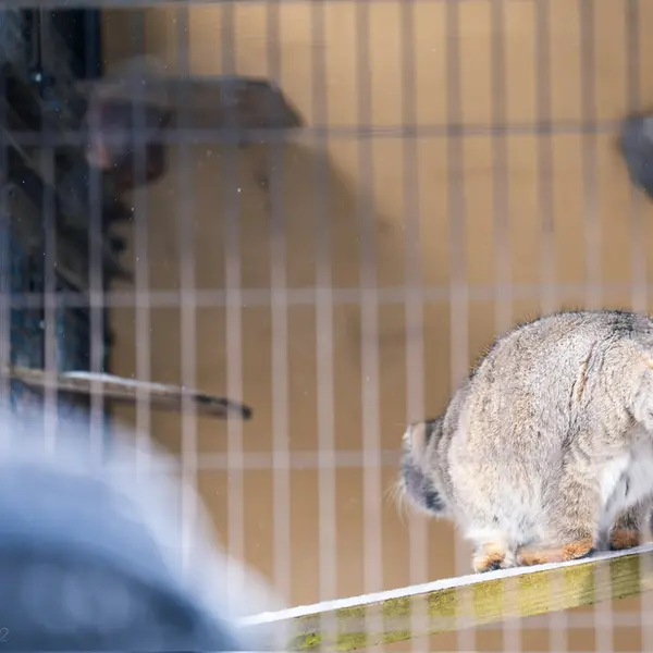 旭山動物園のグルーシャの写真