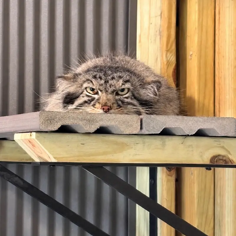 エルムウッド・パーク動物園のカスパーの写真