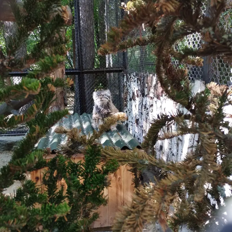 ノヴォシビルスク動物園のゼレノゴルスクの写真