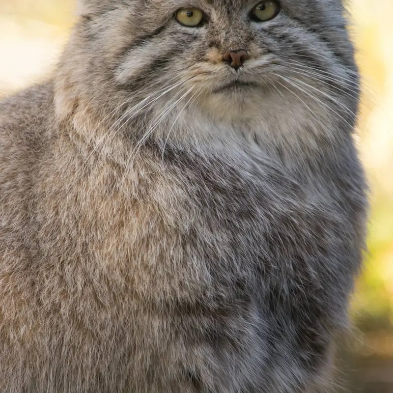 プエブロ動物園のムシュドッグの写真