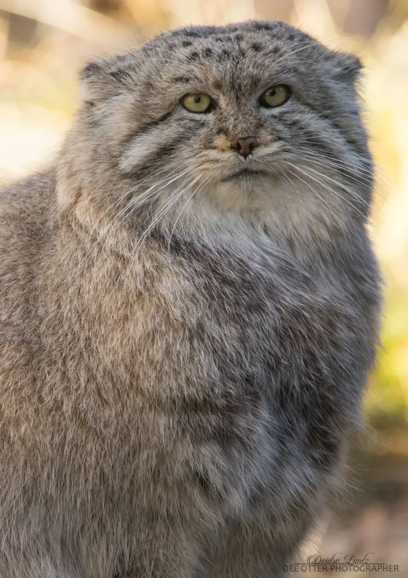 プエブロ動物園のムシュドッグの写真