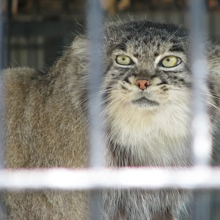 ポッター・パーク動物園のマヌルネコの写真