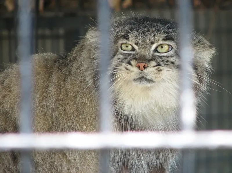 ポッター・パーク動物園のマヌルネコの写真