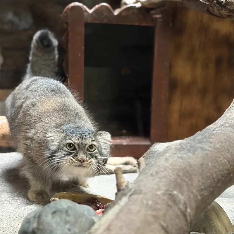 恩賜上野動物園のサフランの写真