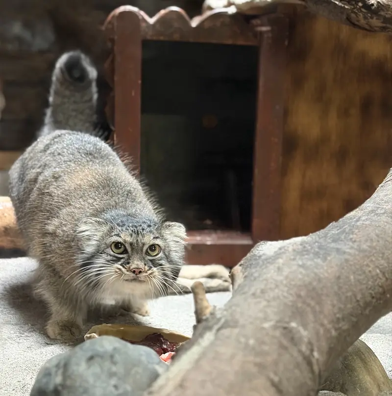 恩賜上野動物園のサフランの写真