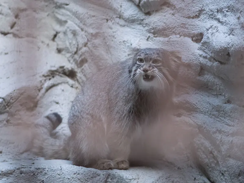 野毛山動物園のフィーガの写真