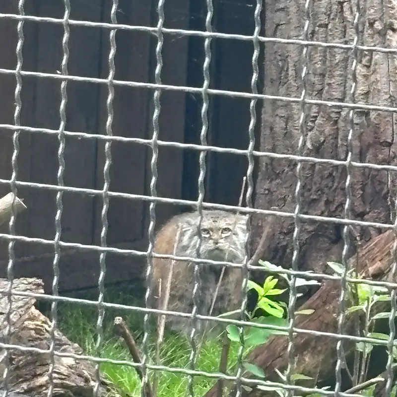 ワルシャワ動物園のジェシーの写真